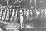 Nice catch from Dory History Dory Pacific City